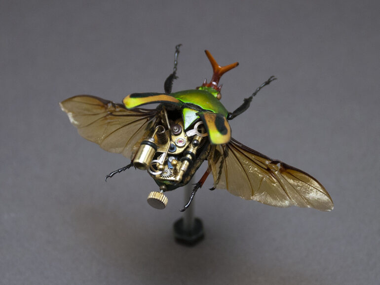 Cetonidae: eudicella gralli orientalis - Insect Lab Studio