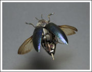 Blue Beetle Print