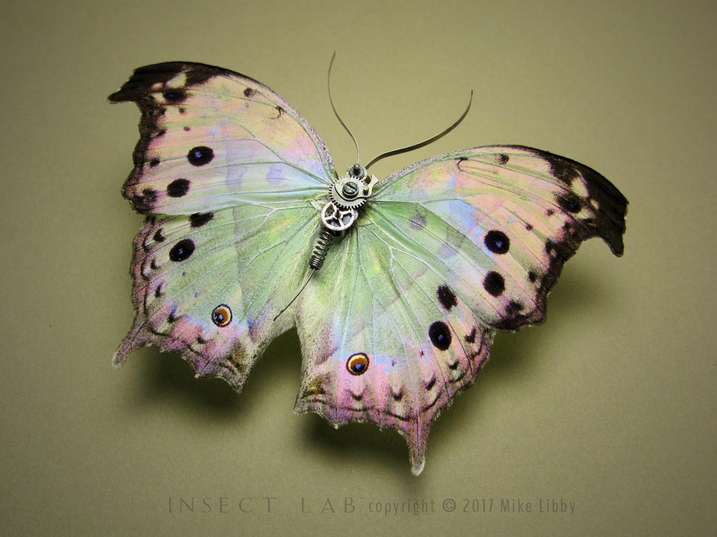 Nymphalidae: parhassus salamsis