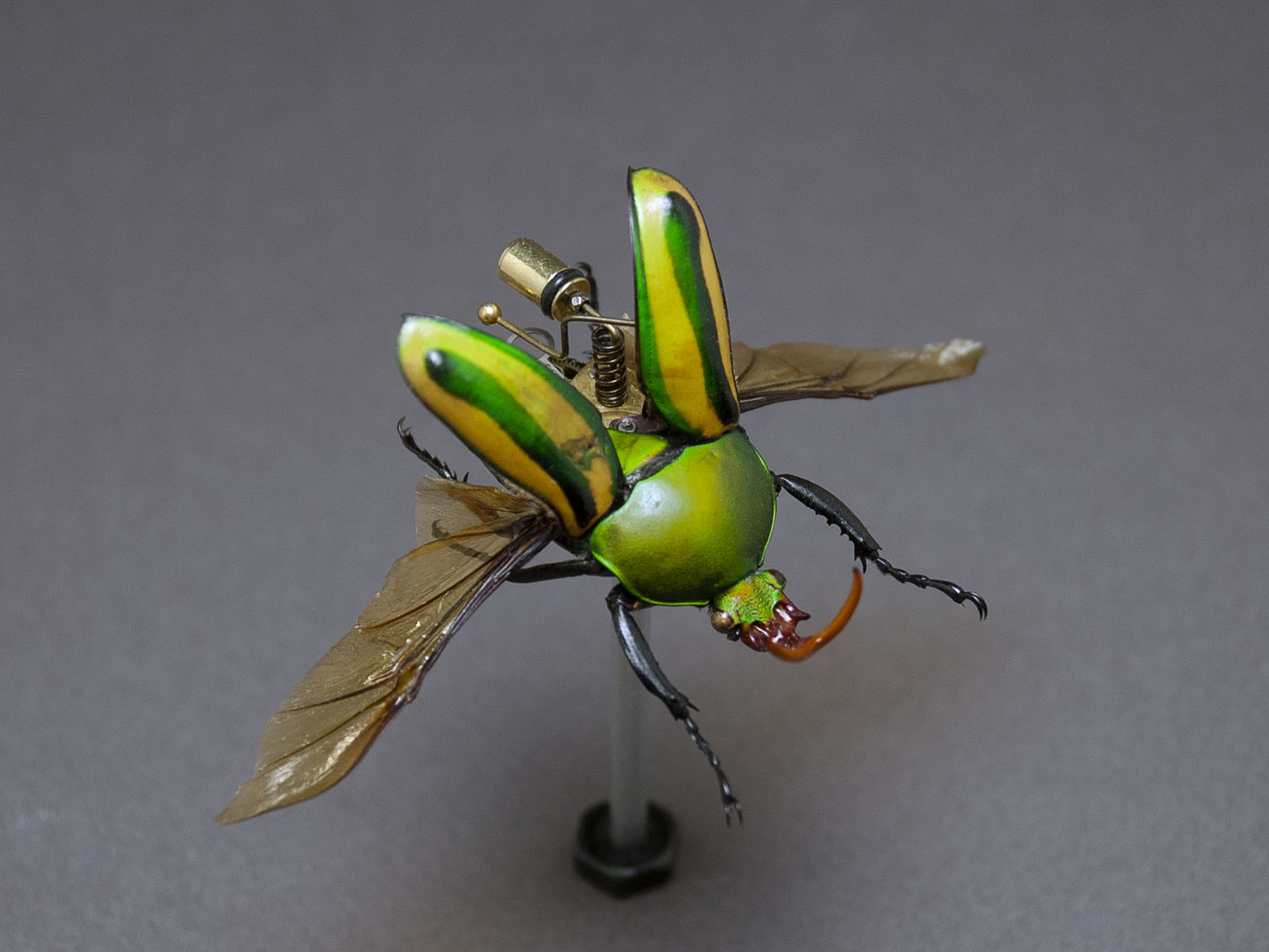 Cetonidae: eudicella gralli orientalis