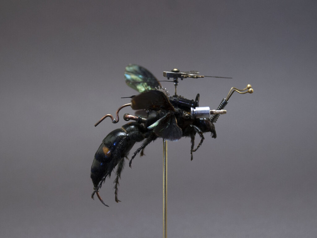 Vesper Insect Hymenoptera: procer - Insect Lab Studio