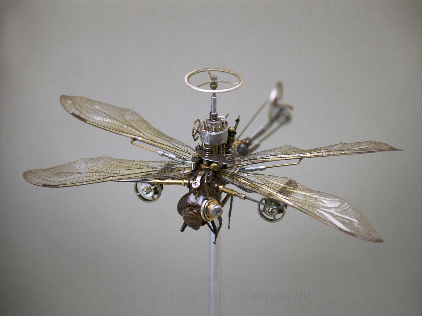 Odonata: epieaschna heros