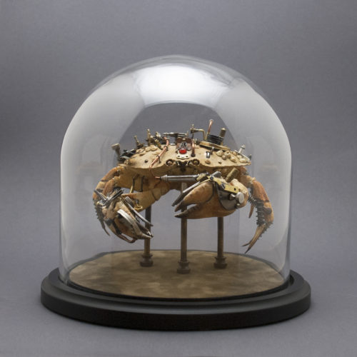 Cancridae: cancer irroratus - Insect Lab Studio