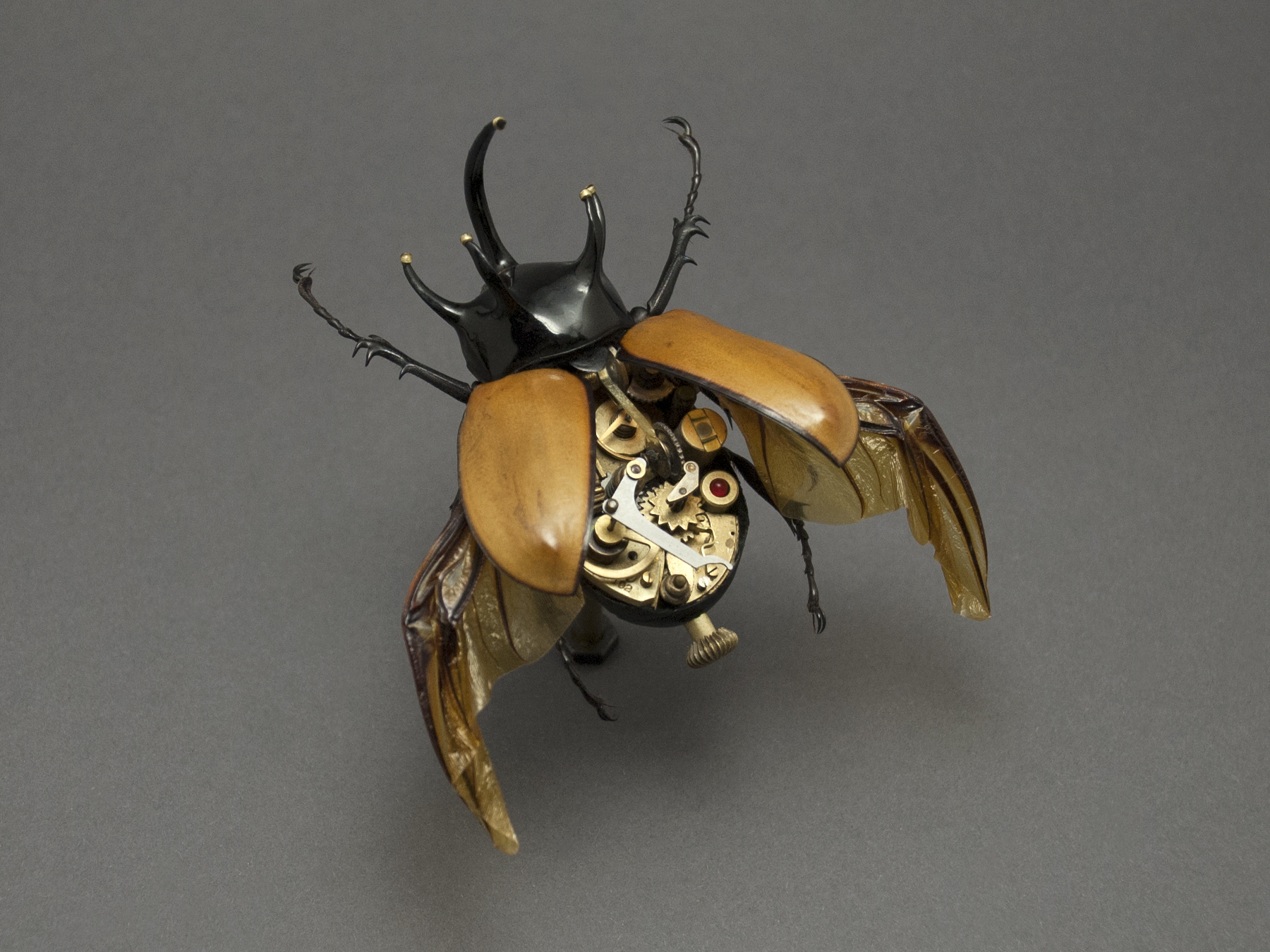 Dynastidae: eupatorus gracilicornis