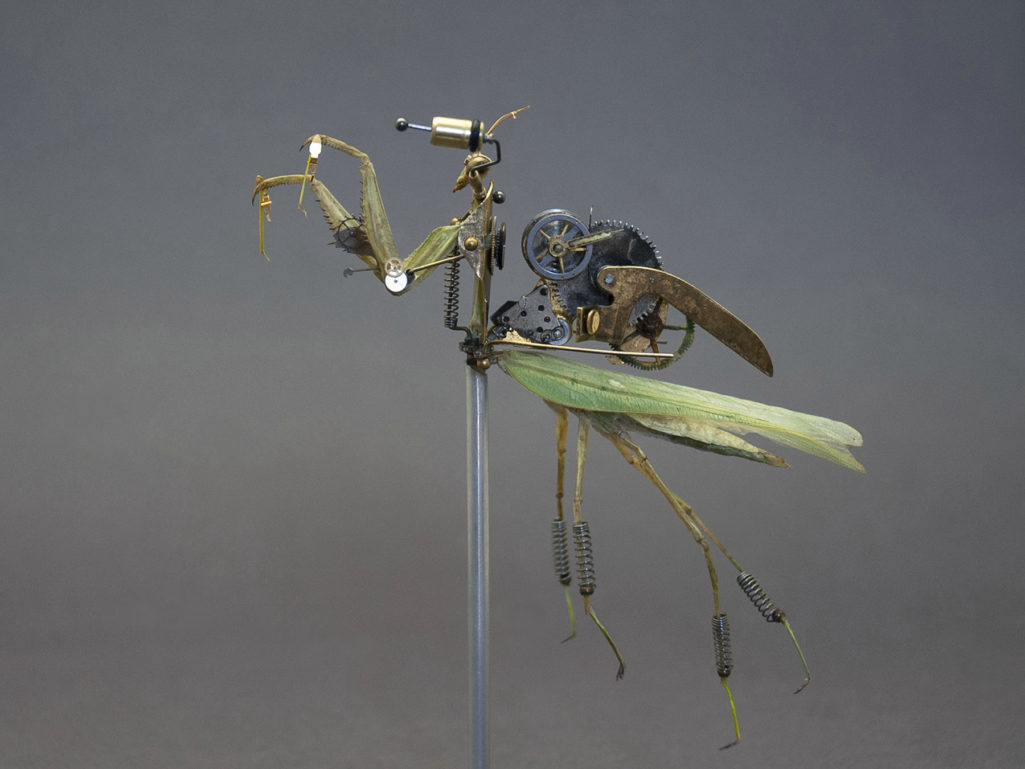 Mantidae: hierodula venosa - Insect Lab Studio