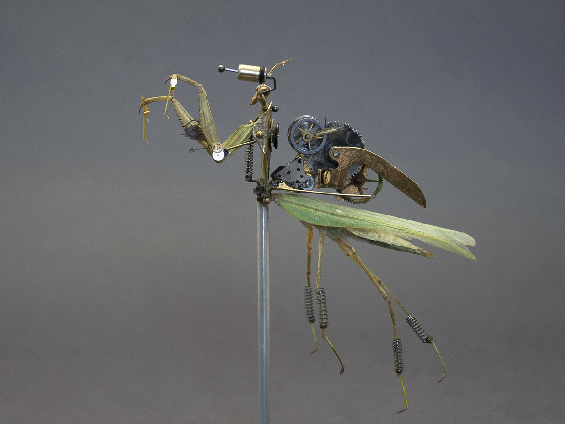 Mantidae: hierodula venosa