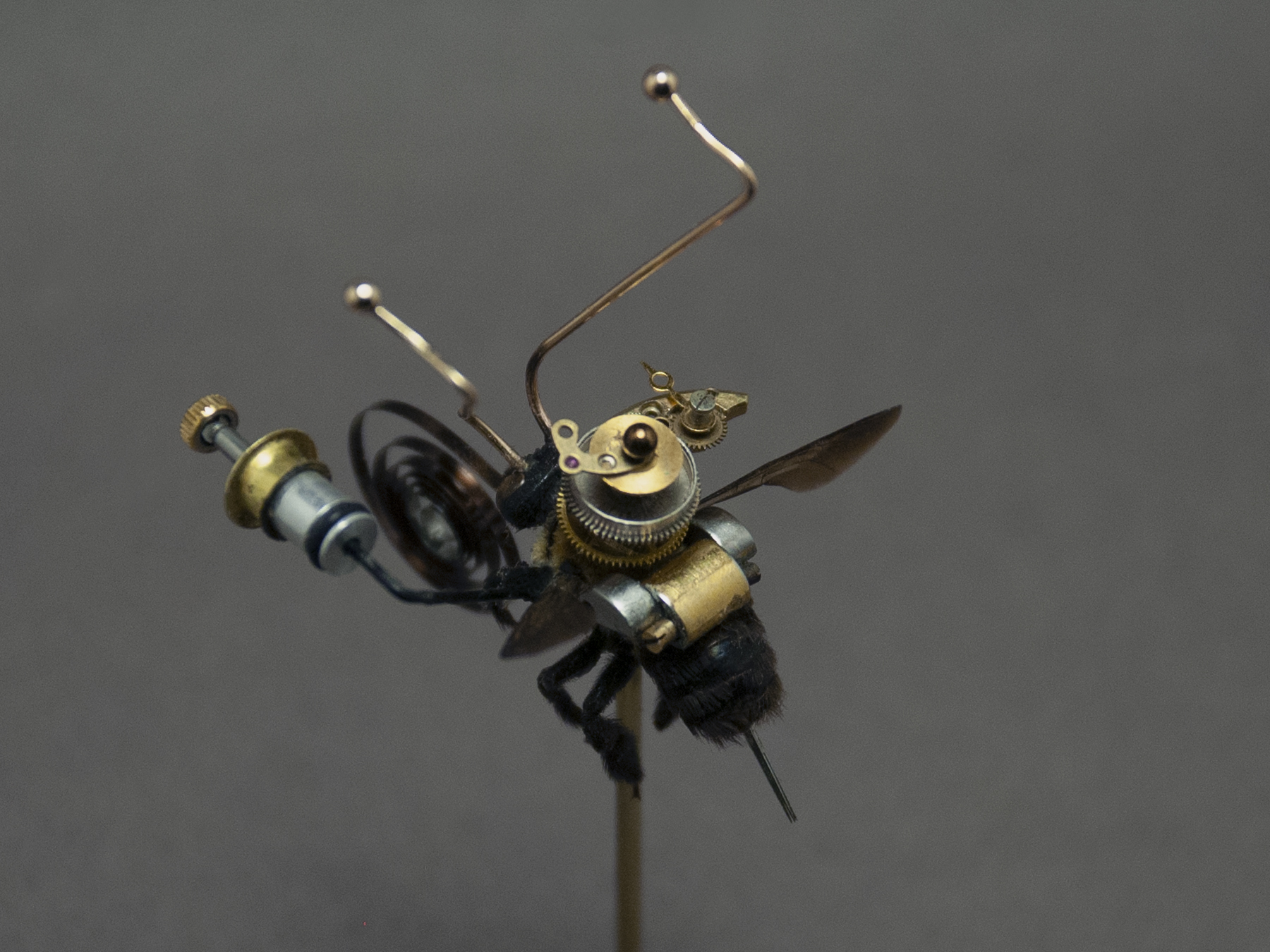 Hymenoptera: bombus pascorum