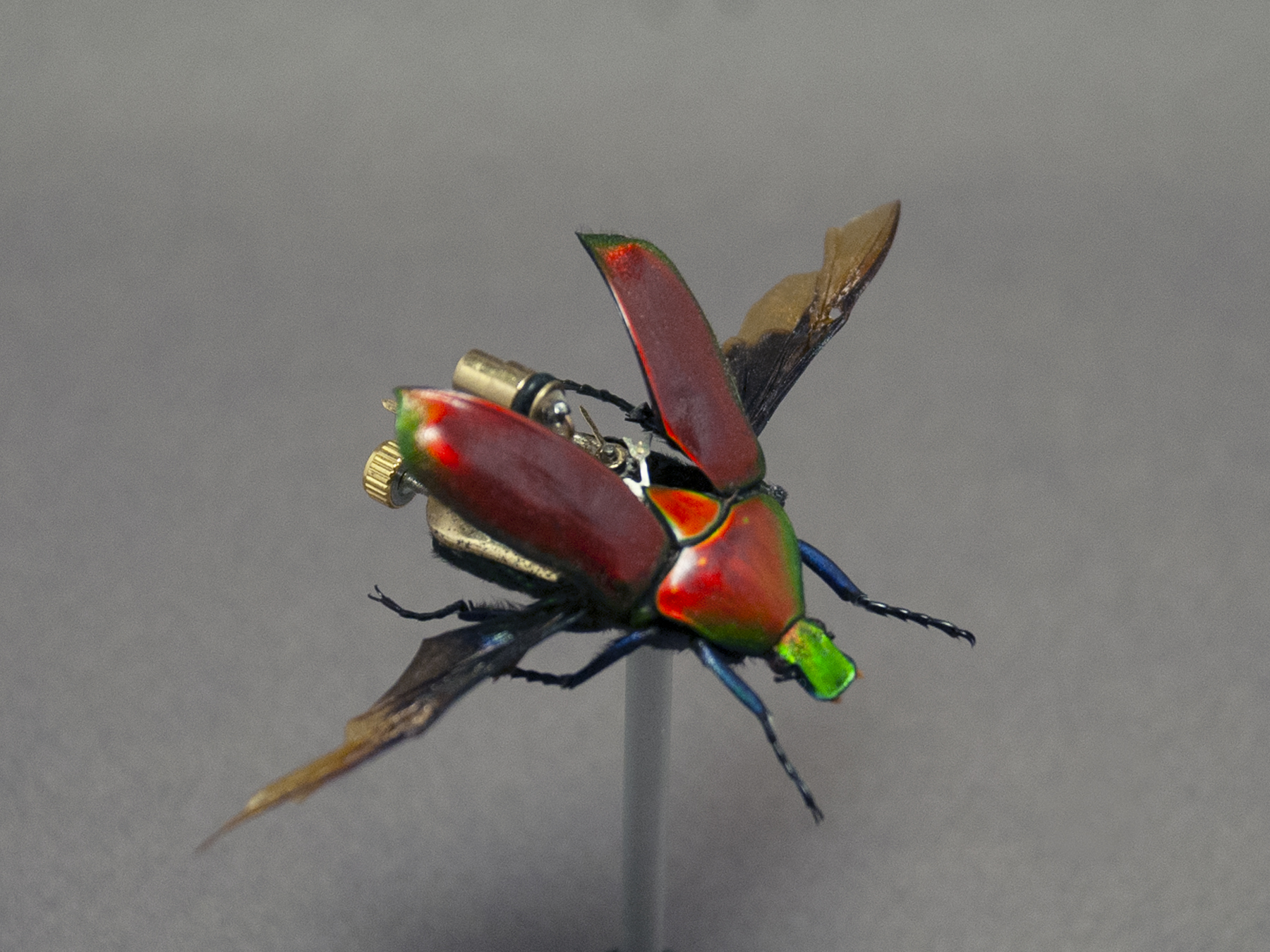 Cetonidae: torynorhinna flammae