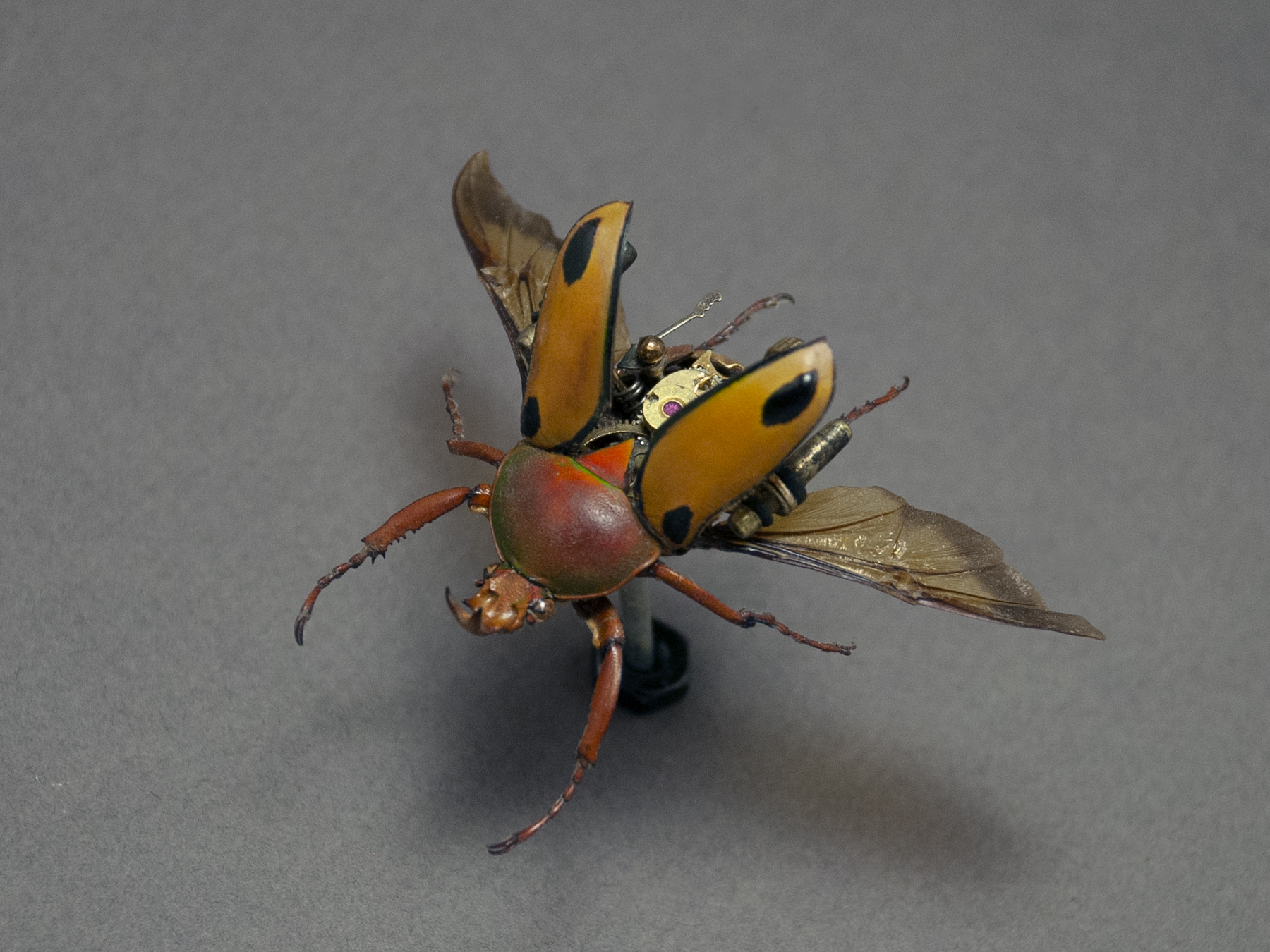 Cetonidae:  trinileatta woermanni