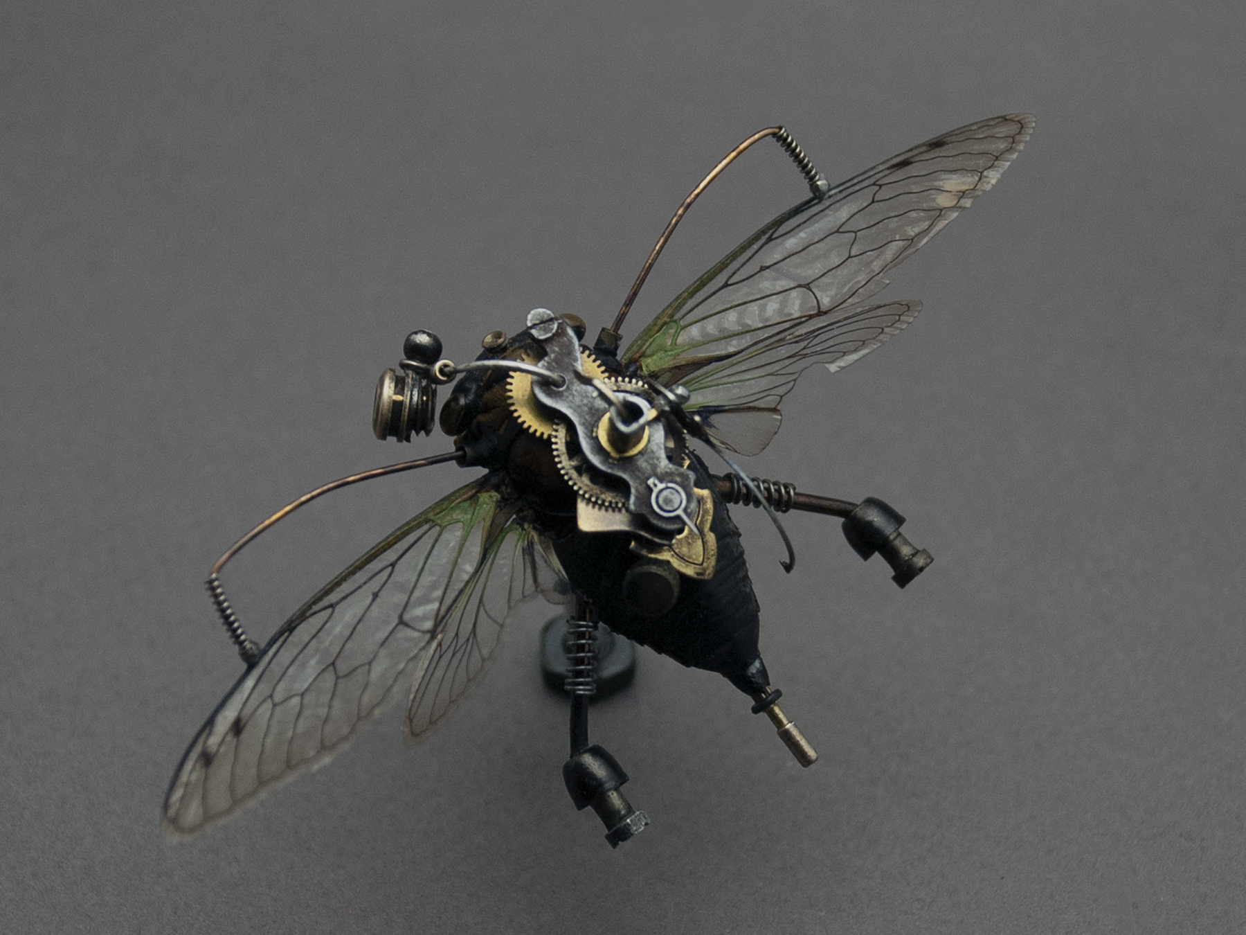 Cicadidae: neotibicen